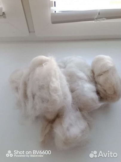 Собачья шерсть