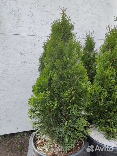 Туя западная Смарагд, туя Даника (шаровидная)