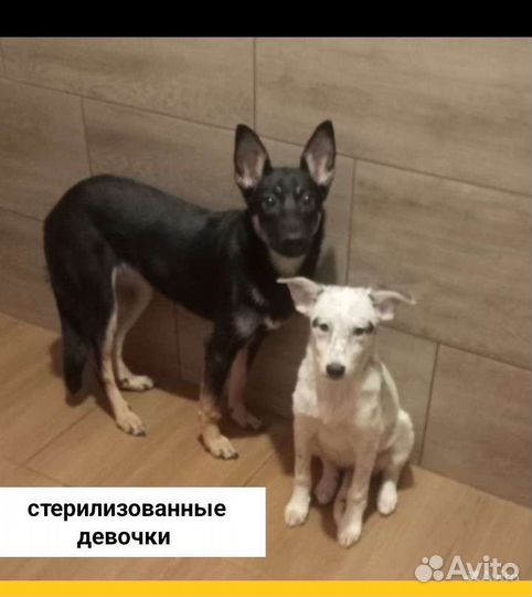Щенки мальчики