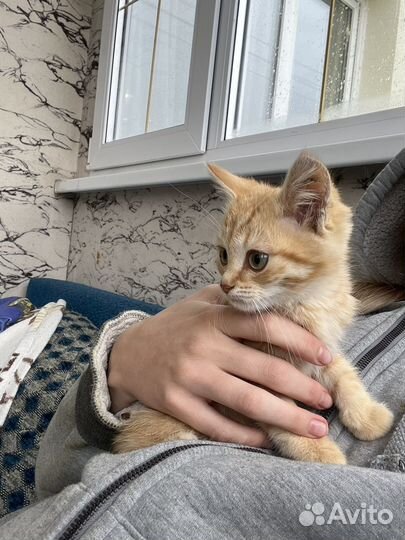 Кошка в дар