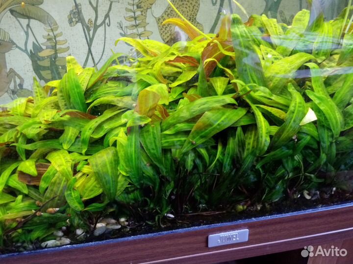 Криптокорина аффинис