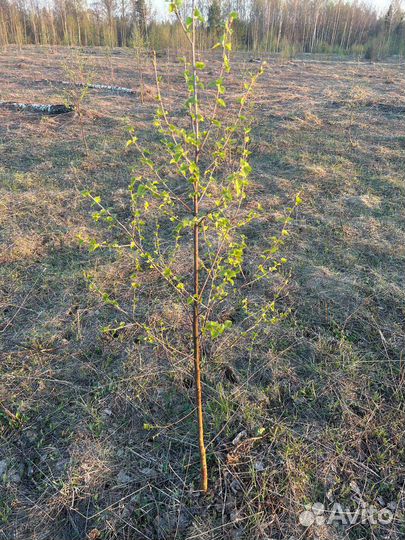 Саженцы березы 1-1.5м зкс