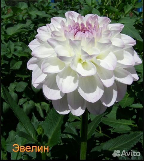 Георгина эвелин