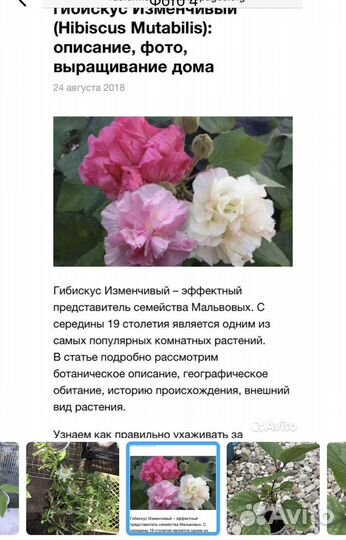 Гибискус изменчивый