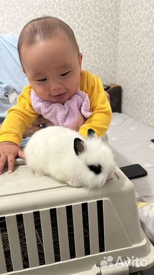 Царские кролики мини(настоящие карлики)