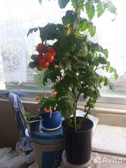 Комнатный томат