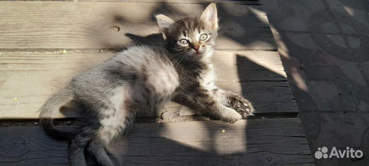 Прелестница шиншилла - котёнок