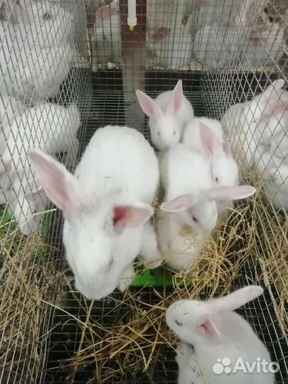 Кролики на племя белый паннон всегда в наличии