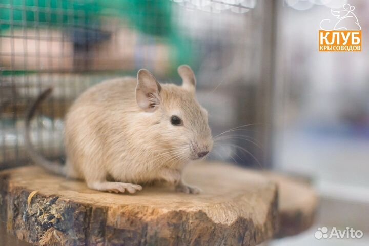 Белки дегу питомник, все окрасы