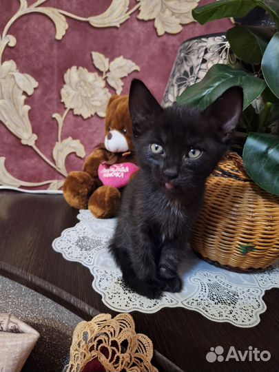 Котенок в добрые руки