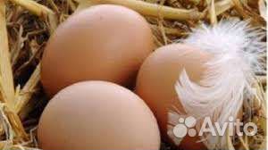 Инкубационное яйцо бройлера Кобб 700