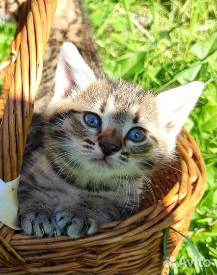 Кошка в дар