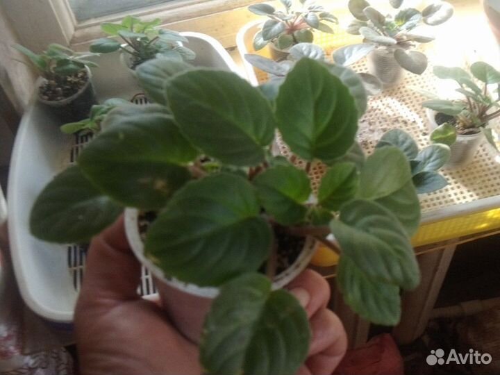 Фиалки трейлеры