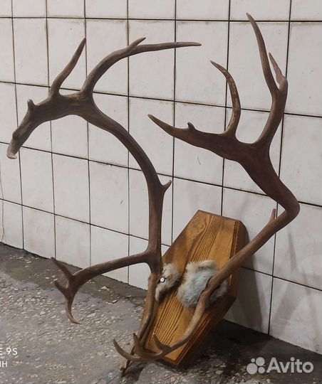 Рога оленя большие