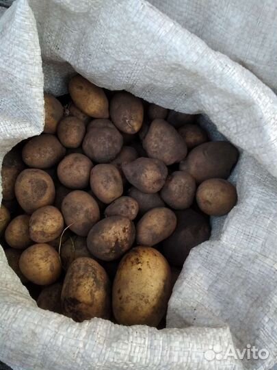 Продам картофель на корм скоту
