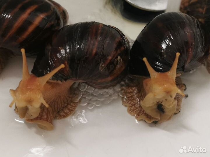 Улитки Ахатина