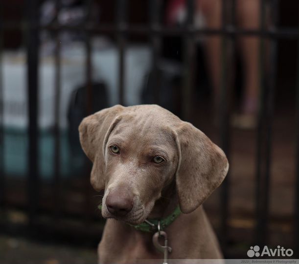 Веймаранер. Кобель шоу класс