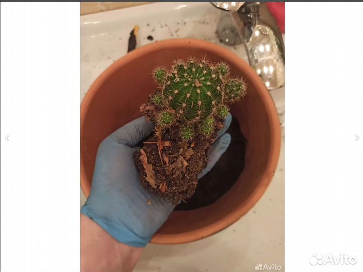 Кактус для связи