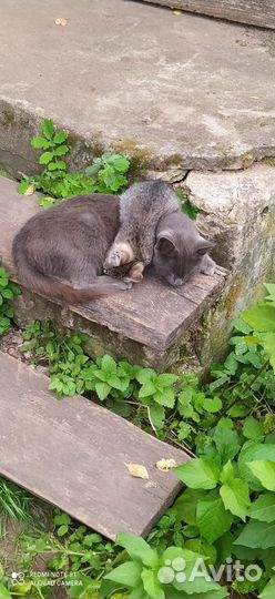 Котенок в добрые ручки. Девочка