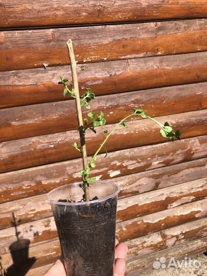 Ягоды Годжи