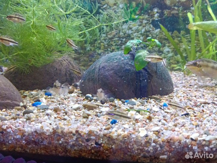 Рыбки Пульхеры