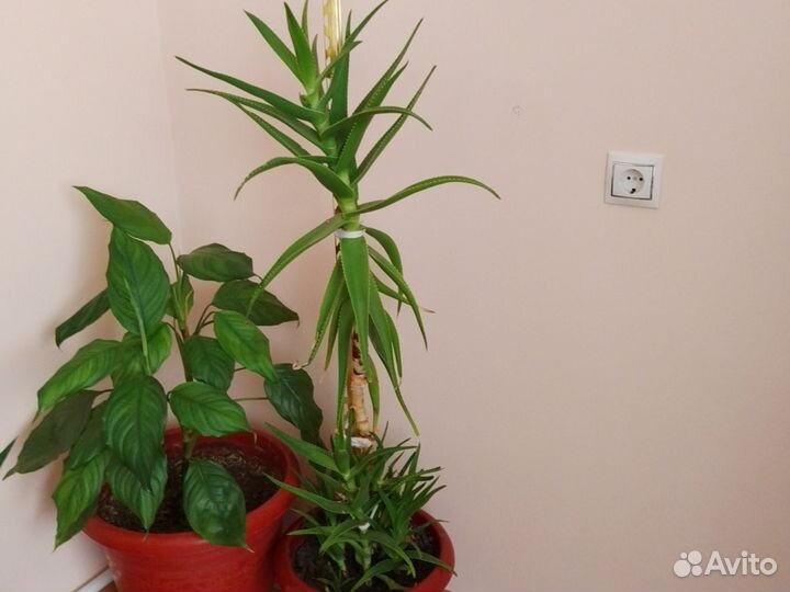 Комнатные растения