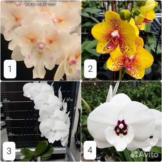 Коллекционнная орхидея фаленопсис из Азии