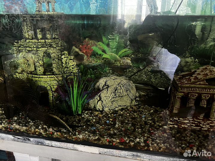 Аквариумные рыбы