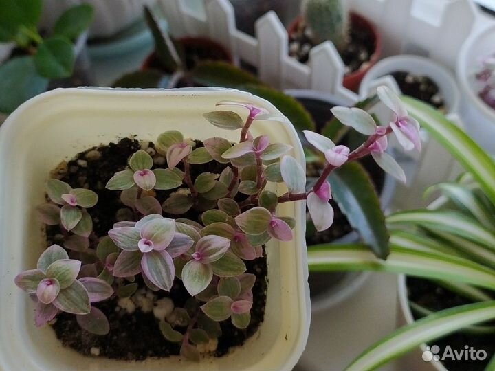 Комнатные цветы