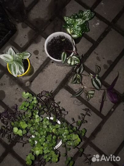 Традесканции, гипоэстес, каллизия