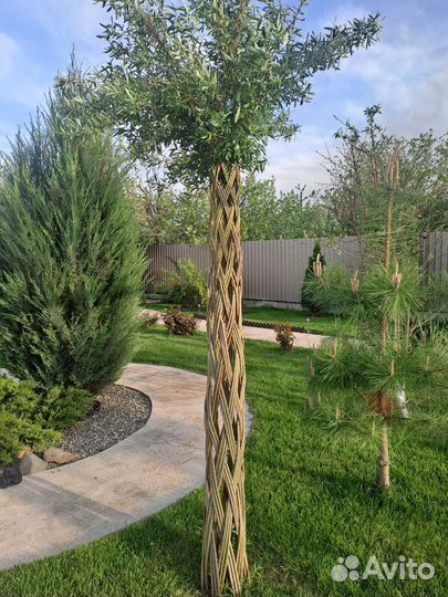 Ива плетеная дерево