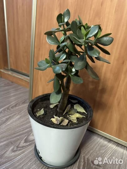 Денежное дерево