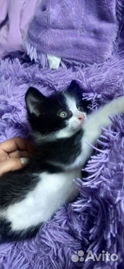 Котенок