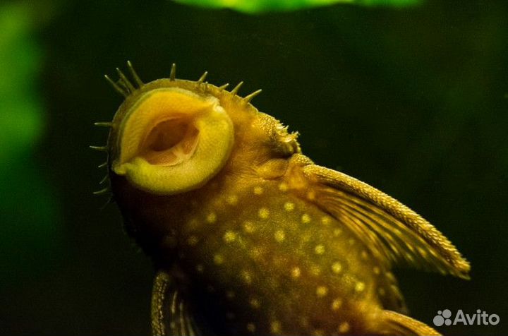 Сомики-прилипалы (Анциструс обыкновенный)