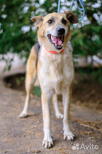 Собака потеряла семью, в приюте невыносимо ей жить