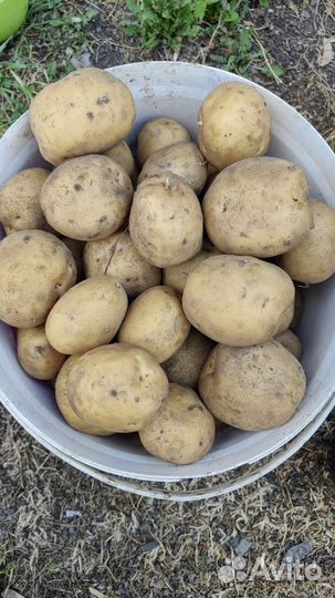 Продам картофель