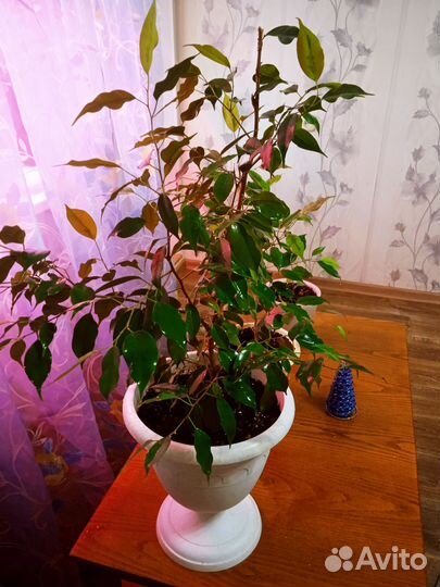 Комнатные растения цветы