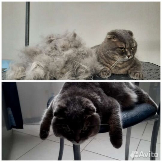 Стрижка собак и кошек