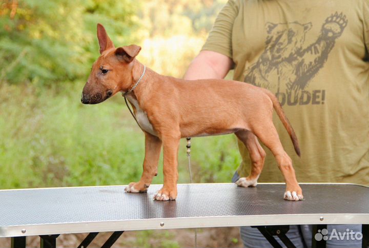 Щенок Бультерьера стандартного