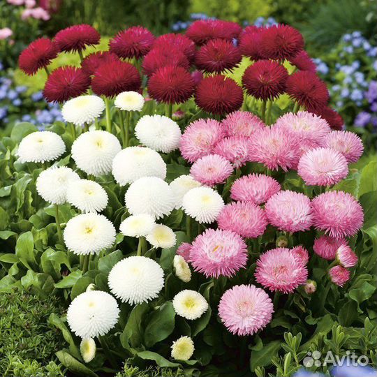 Маргаритка микс