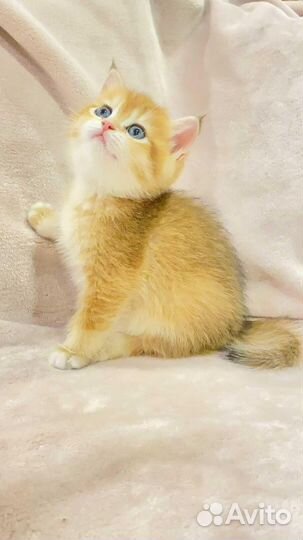 Клубные британцы золотая шиншилла