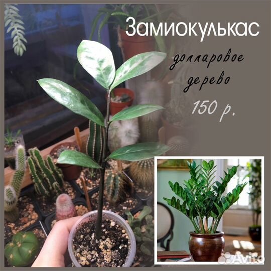 Кактусы и суккуленты и др