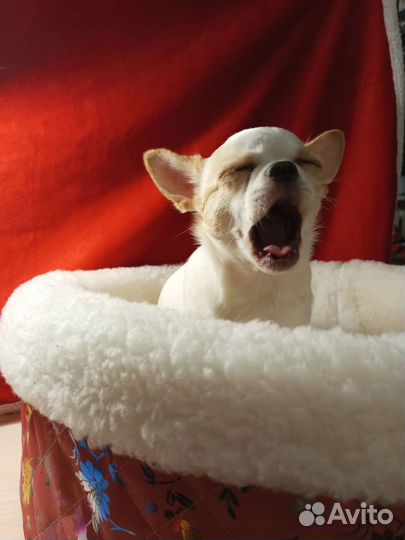 Чихуахуа девочка