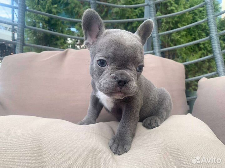 Французский бульдог щенки лиловые, голубые