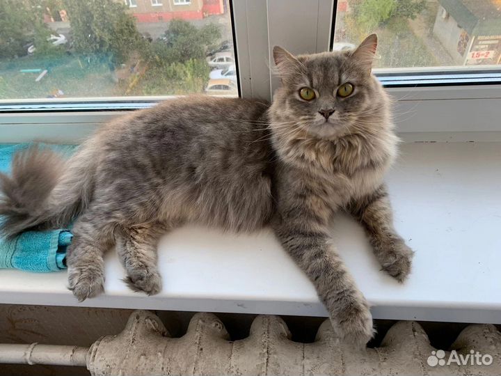 Кошка в добрые руки