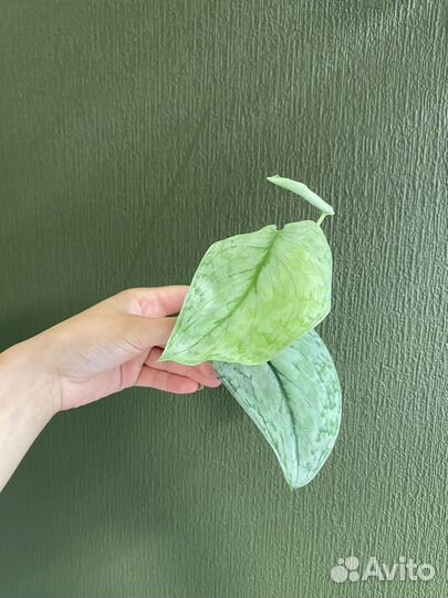 Сциндапсус серебряное облако