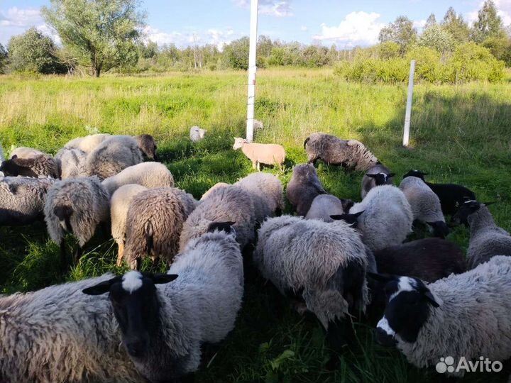 Бараны, овцы, ярки