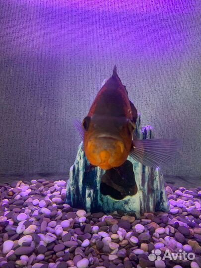 Астронотус