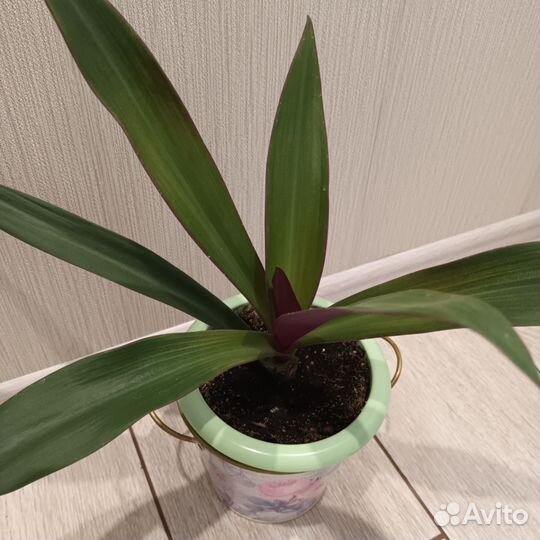 Рео разноцветное