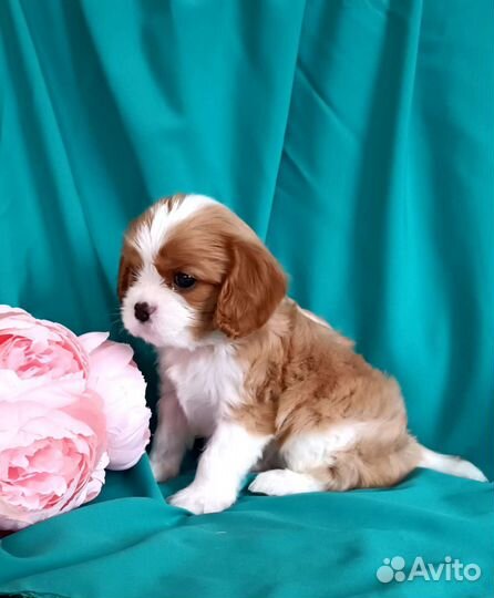Кавалер Кинг Чарльз спаниель девочка